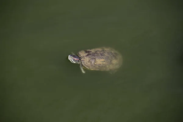 Réptil Tartaruga Animal Fauna Natureza — Fotografia de Stock