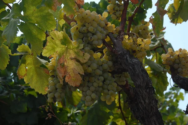 Natureza Folhagem Videira Uvas — Fotografia de Stock