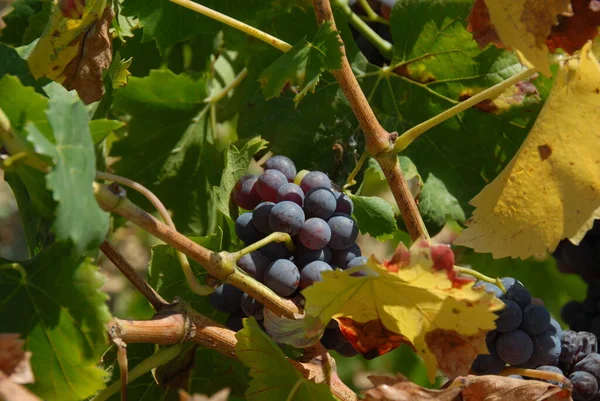 Naturaleza Follaje Árbol Uvas Crece Con Hojas — Foto de Stock