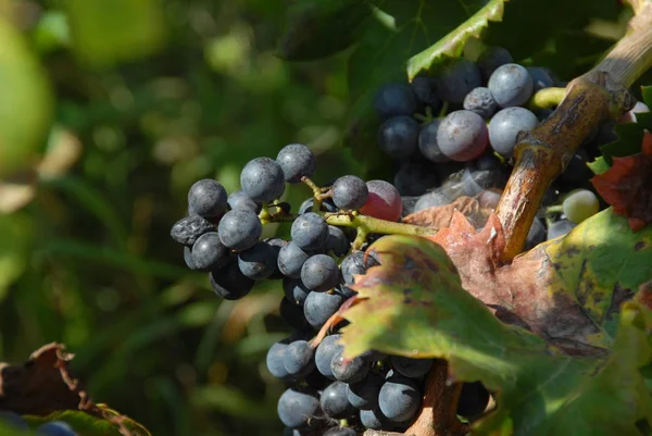 Cachos Uvas Videiras Agrícolas Uvas — Fotografia de Stock