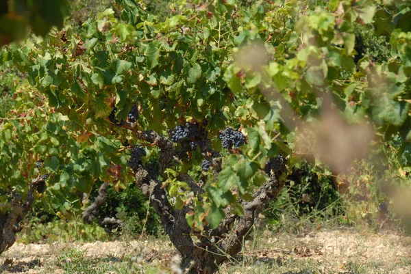 Grona Winogron Winorośli Rolniczych Winogron — Zdjęcie stockowe