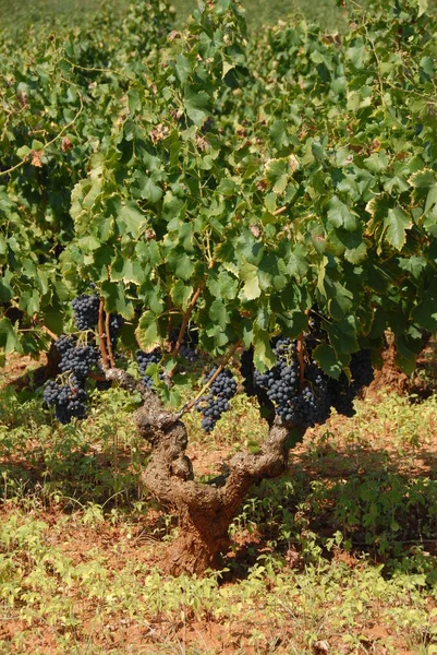 Agricultura Rural Vinhos Cachos Uvas Árvores — Fotografia de Stock