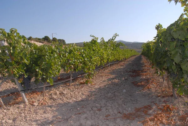 Spanien Reise Reifung Weinberg Details — Stockfoto