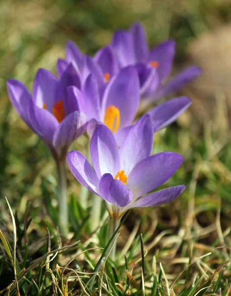 Kwiaty Krokusa Wiosenna Flora — Zdjęcie stockowe