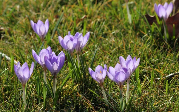 Пелюстки Квітів Кроку Весняна Флора — стокове фото