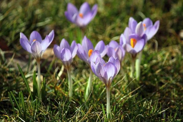 Весняні Крокуси Флора Пелюстки — стокове фото