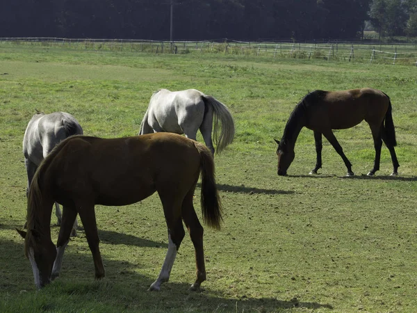 Cavalli All Aperto Durante Giorno — Foto Stock