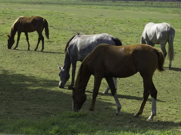 Caballos Aire Libre Durante Día —  Fotos de Stock