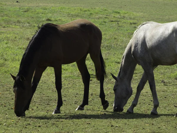 Chevaux Race Pure Étalon Pâturage — Photo