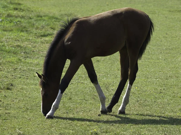 Purebred Horse Animals Pasture Stallion — Stock Photo, Image