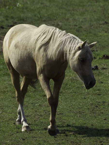 Konie Świeżym Powietrzu Ciągu Dnia — Zdjęcie stockowe