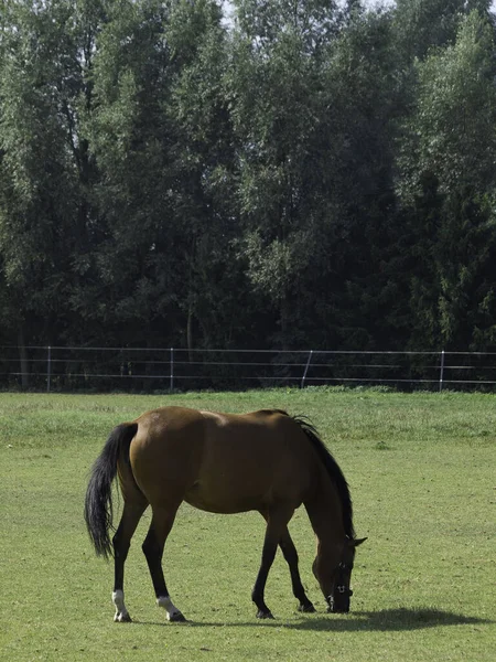 Чистокровные Лошади Пастбищный Жеребец — стоковое фото
