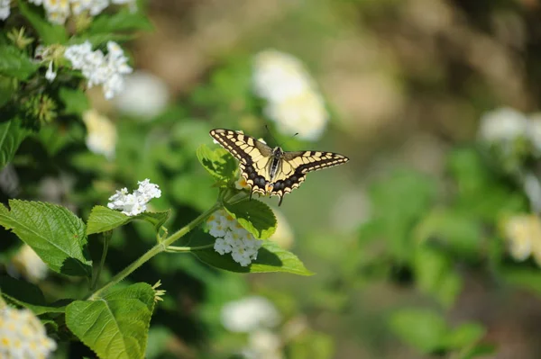 Egzotik Kelebeğe Yakın Çekim Yabanilik Konsepti — Stok fotoğraf