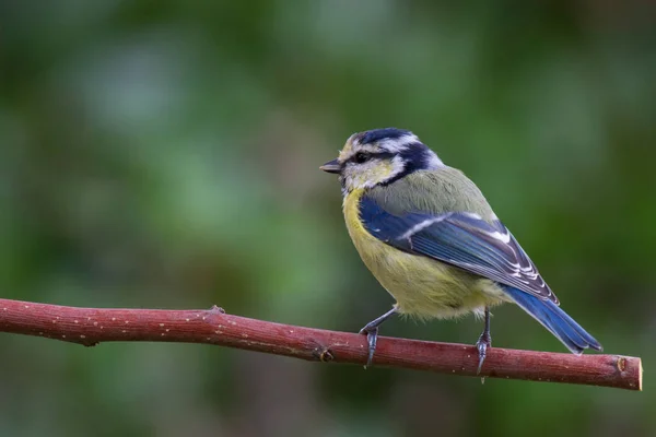 Blue Tit Sitting Branch Nblue Tit Sitting Branch — Stok fotoğraf