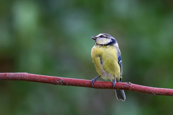 Blue Tit Sitting Branch Nblue Tit Sitting Branch — Zdjęcie stockowe