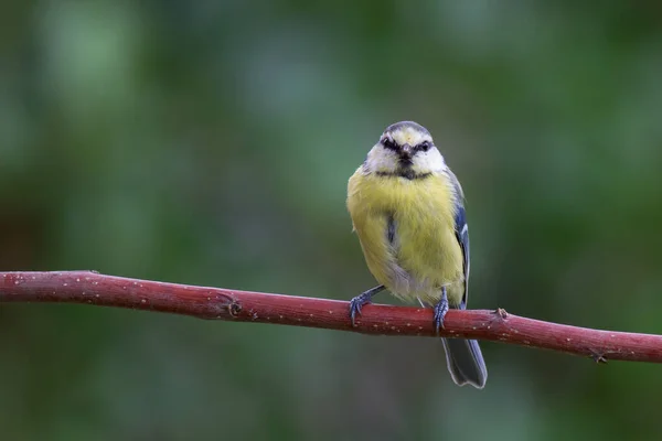 Blaumeise Sitzt Auf Einem Ast — Stockfoto