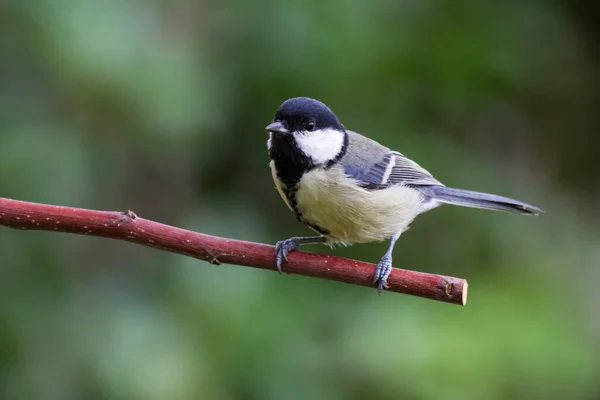 Great Tit Sits Branch Ngreat Tit Sitting Branch — 스톡 사진