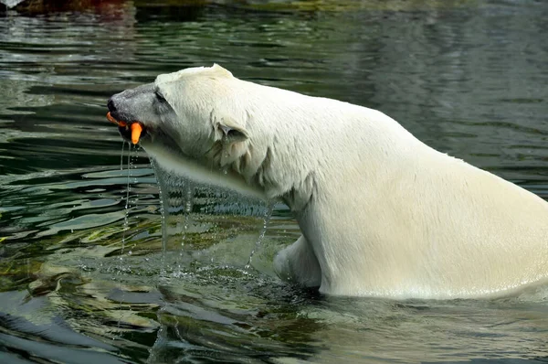 Polar Bear Zoo Stock Image