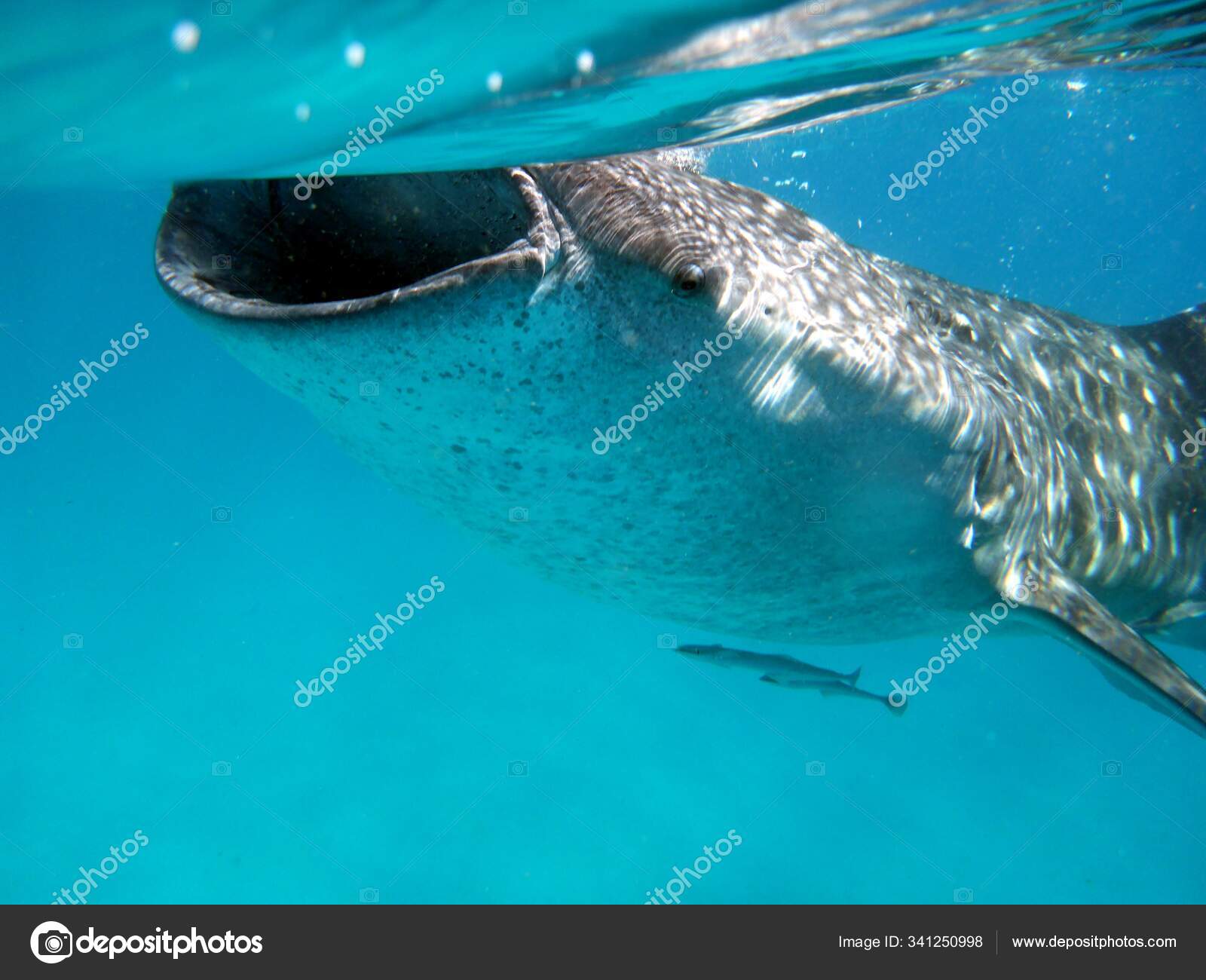Whale Shark Its Mouth Open Surface — Stock Photo © PantherMediaSeller