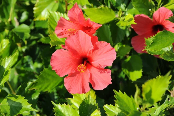 Hibiscus Çiçek Yaprakları Bitki Örtüsü Doğa — Stok fotoğraf