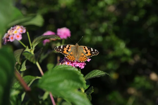 Primer Plano Mariposa Exótica Concepto Salvajismo — Foto de Stock