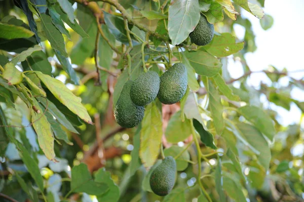 avocados on the tree, food and green leaves