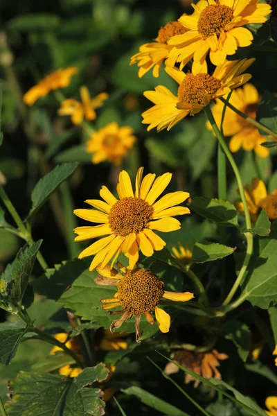 Flora Campo Pétalas Flores Coneflowers — Fotografia de Stock