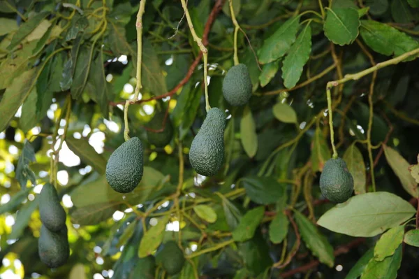 Awokado Drzewie Liście Zielone Flora Liście — Zdjęcie stockowe