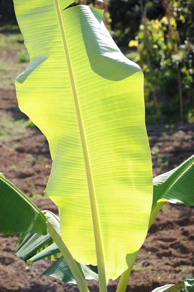 Plátano Tropical Con Hojas Verdes — Foto de Stock