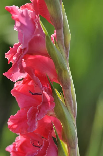 Ботанічна Флора Пелюстки Квітів Гладіолусів — стокове фото