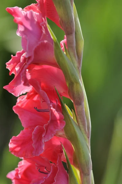 Plantenflora Gladiolen Bloemblaadjes — Stockfoto