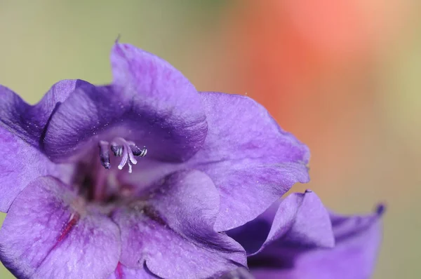 Kwitnące Płatki Kwiatów Gladiolus — Zdjęcie stockowe