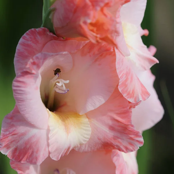 Gladiolus Virágszirmok Virágzás — Stock Fotó