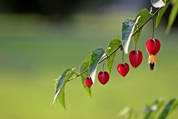 Цветущий Клен Abutilon Megapotamicum — стоковое фото