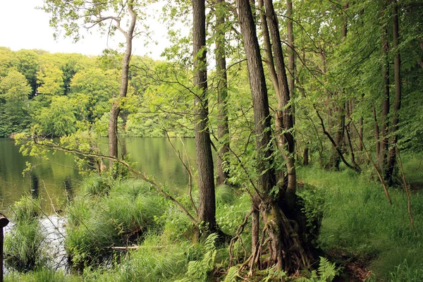 天然森林中的湖泊 — 图库照片