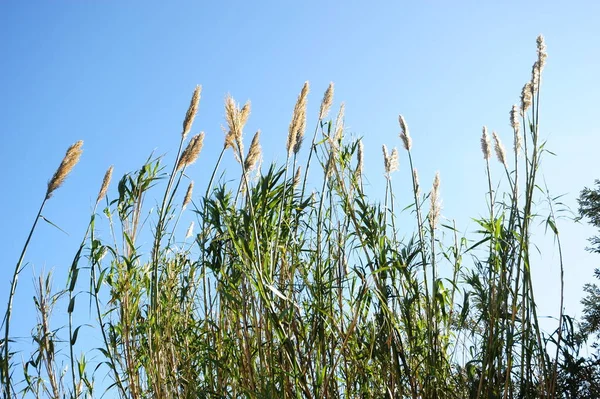 Agrasso Marino Flora Fogliame Natura — Foto Stock