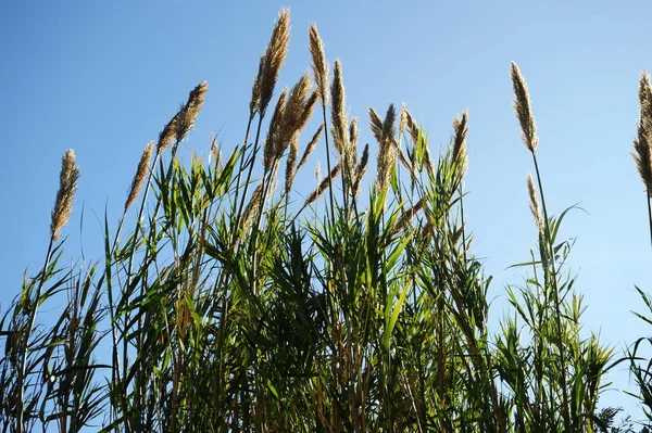 Trawa Morska Flora Liście Przyrodzie — Zdjęcie stockowe