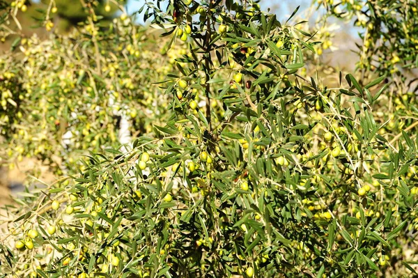 Spanien Olivenbaum Bei — Stockfoto