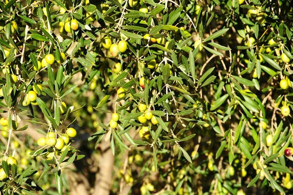 Spanien Olivenbaum Bei — Stockfoto