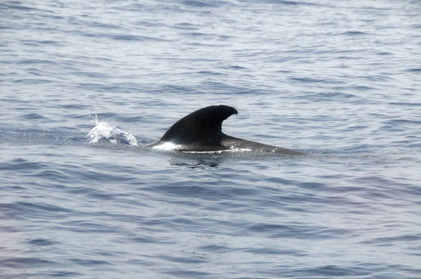 Ballena Piloto Negra Saliendo Del Agua — Foto de Stock