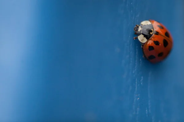 Lady Bug Niebieskim Tle Makro Shot — Zdjęcie stockowe