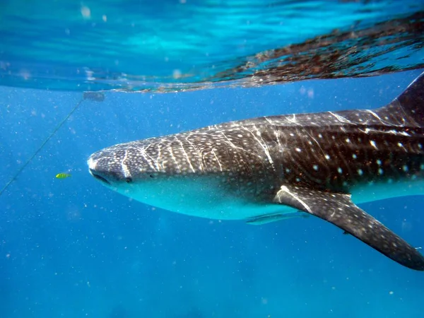 Pequeno Peixe Tubarão Baleia Grande — Fotografia de Stock