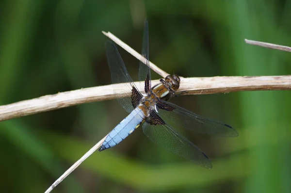 Nahaufnahme Der Wasserwaage — Stockfoto