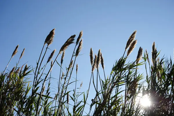 Trawa Morska Flora Liście Przyrodzie — Zdjęcie stockowe