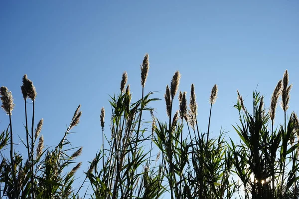 Trawa Morska Flora Liście Przyrodzie — Zdjęcie stockowe