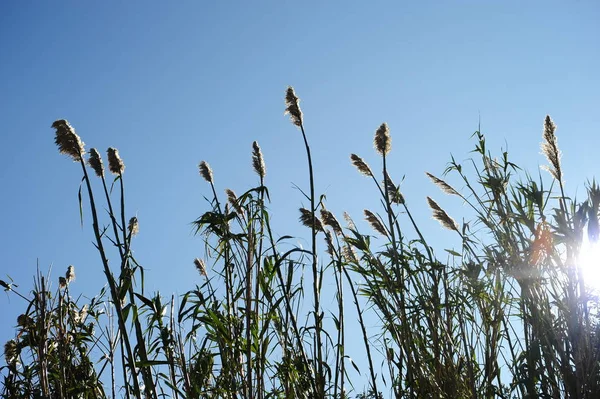 Agrasso Marino Flora Fogliame Natura — Foto Stock