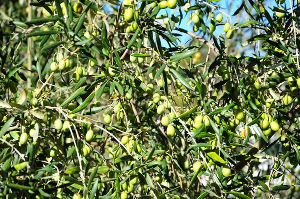 Spanien Olivenbaum Bei — Stockfoto