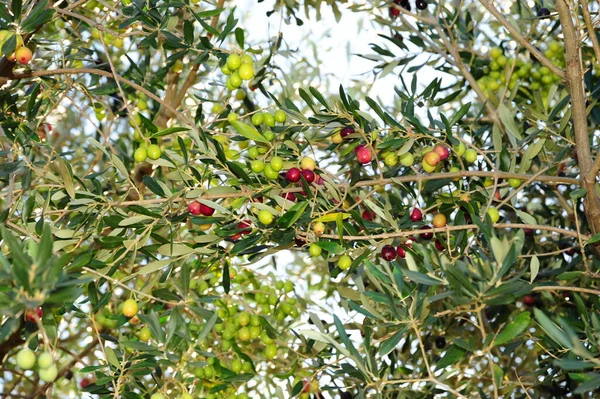 Spanien Olivenbaum Bei — Stockfoto