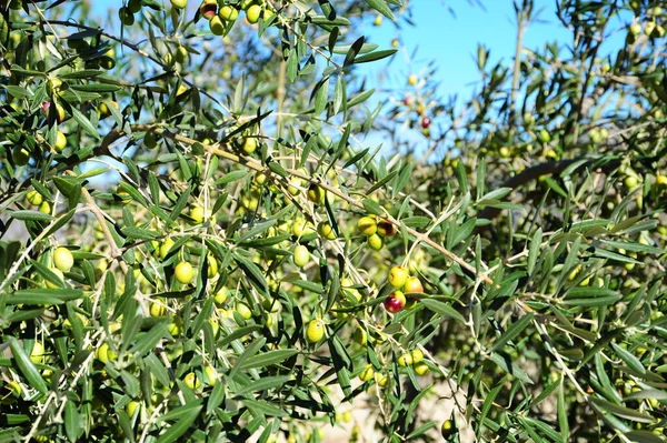 Spanien Olivenbaum Bei — Stockfoto