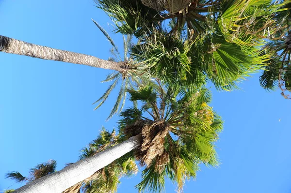 Tropical Palm Trees Flora — Stock Photo, Image